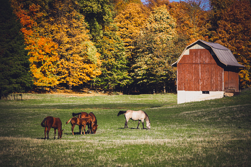 Horses grazing in a pasture beside a red barn with autumn trees in Holmes County countryside